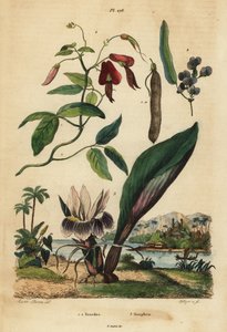 Dunkle Korallenerbse, Kennedia rubicunda 1, falsche Sarsaparille, Hardenbergia violacea 2, und Schwarzdorn