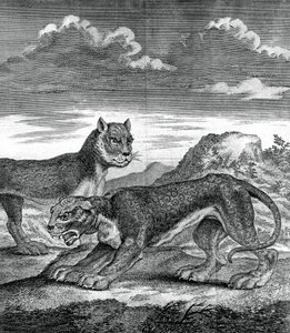 Ostindischer Leopard, 1750 von Unbekannt
