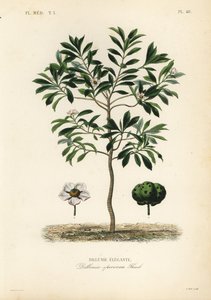 Elefantenapfel, Dillenia indica