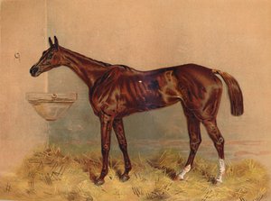 Emblem, Steeplechase Stute, um 1879