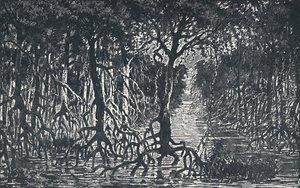 Äquatorialer afrikanischer Wald, 1924