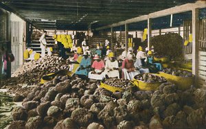 Esfakis - Schwammpackhaus - Nassau, Bahamas, ca. 1930er Jahre