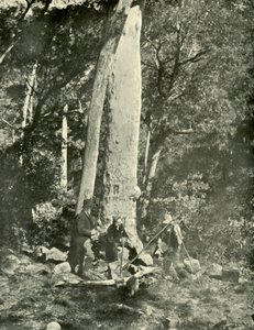 Eurobin-Fälle, Buffalo Mountains, 1901