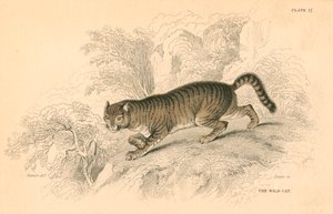Europäische Wildkatze Felis silvestris, 1828