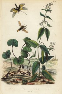 Europäischer Wild-Ingwer, Libelloides longicornis, Seidenpflanze, und Hornissen-Raubfliege. Asaret, Ascalaphe, Asclepiade, Asile