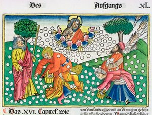 Exodus 16:13-22: Gott versorgt die Israeliten mit Wachteln und Manna von Unbekannt