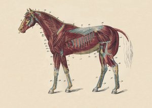Äußere Muskeln und Sehnen des Pferdekörpers, ca. 1879 von Unbekannt