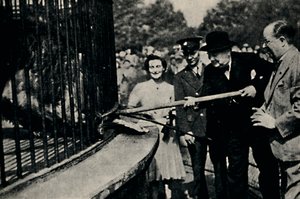 Fütterungsplan, Der Pinner-Löwe, 1940er Jahre, 1945