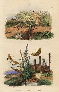 Weibliche Warzenbeißerheuschrecke bei der Eiablage, Federfuß, Purpurfleckiger Flunkey und Lixus-Käfer