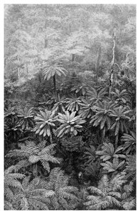 Fern Tree Gully, Australien, 1886