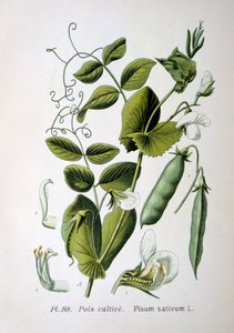 Feld- und Gartenbohne von Unbekannt