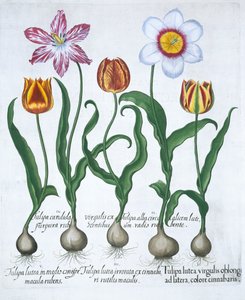 Fünf Tulpen, 1613 von Unbekannt