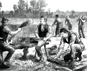Flachsreißen, um 1880 von Unbekannt