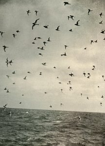 Flug der Antarktischen Sturmtaucher, ca. 1908, 1909