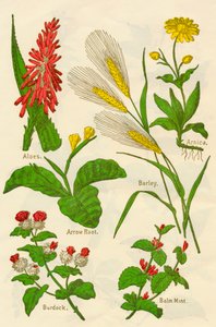 Blumen: Aloe, Arnika, Pfeilwurz, Gerste, Melisse, Klette