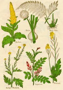 Blumen: Königskerze, Zwiebel, Männlicher Farn, Nodge-Senf, Süßholz, Senf, um 1940