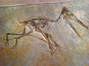 Fossiles Skelett eines Pterodaktylus aus der Sammlung des British Museum von Unbekannt