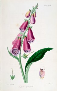 Fingerhut (Digitalis purpurea), 19. Jahrhundert