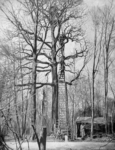 Französischer Beobachtungsposten in einem Baum, Frankreich, Erster Weltkrieg, 1915