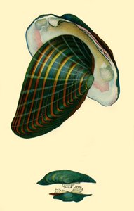 Süßwassermuschel, 1801, 1946