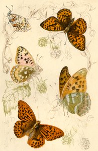 Fritillary-Schmetterlinge von Unbekannt