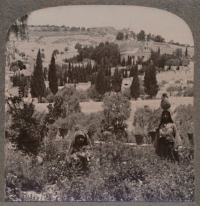 Garten von Gethsemane und Ölberg von den griechischen Gärten, um 1900 von Unbekannt