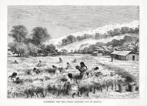 Ernte der Coca-Pflanze Erythroxylum coca in Bolivien, 1877 von Unbekannt