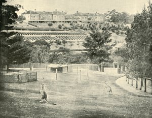 Gladesville Asylum für Geisteskranke, New South Wales, 1901 von Unbekannt