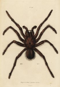Goliath-Vogelspinne, Theraphosa blondi von Unbekannt