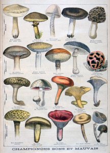 Gute und schlechte Pilze, 1896