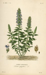 Große Blaue Lobelie von Unbekannt