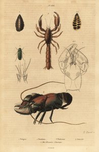 Großes Grünes Heupferd, Foraminiferen, Skorpion-Schlammlobster, Flusskrebs und Kopf des Amerikanischen Flusskrebses