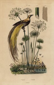 Großer Paradiesvogel, Paradisaea apoda, und Papyrusgras, Cyperus papyrus von Unbekannt