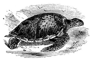 Grüne Meeresschildkröte Chelone mydas, um 1890 von Unbekannt