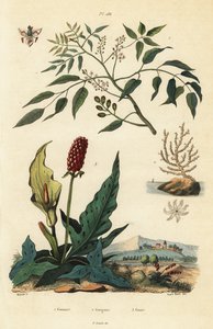 Gumbo-Limbo, Breitseefächerkoralle oder Warzige Gorgonie und Gefleckter Aronstab