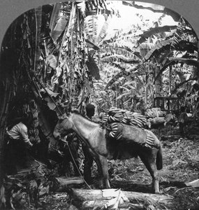 Bananenernte, Costa Rica, 1909 von Unbekannt