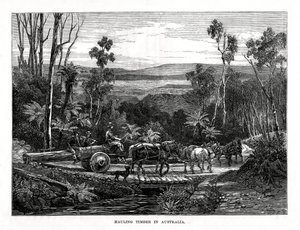 Holztransport, Australien, 1877 von Unbekannt