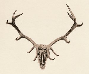 Kopf eines Hirsches, 16. Jahrhundert, 1904 von Unbekannt