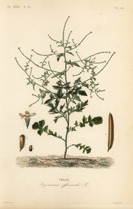 Hederich