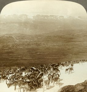 Rentierherde der nördlichen Wildnis und schneebedeckte Höhen des Hardanger-Gletschers, Norwegen, ca. 1905