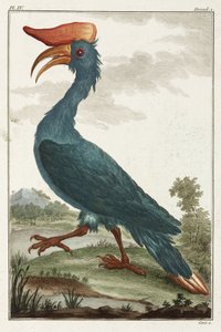 Nashornvogel von Unbekannt