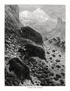 Jagd auf den Moschusochsen, 1877