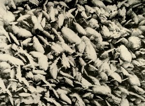 Eiskristalle auf dem Dach der Hütte, ca. 1908