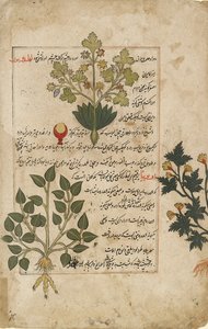 Illustrierte Doppelseite mit Disteln und anderen Heilpflanzen, 1595