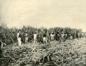 Auf einer Zuckerplantage in Queensland, 1901