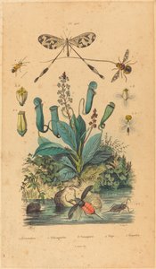 Insekten und Blumen von Unbekannt