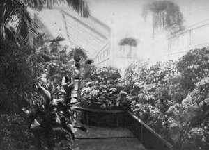 Innenraum des Gewächshauses im Weißen Haus, Washington DC, USA, 1908