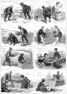 Japanische Teeproduktion, 1874