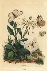 Großer Kohlweißling, Pieris brassicae 1, Kleiner Kohlweißling, Pieris rapae 2, Grünaderweißling, Pieris napi 3, und Baumweißling, Aporia crataegi 4. Pieriden-Schmetterlinge von Unbekannt