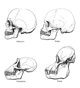 Seitenansicht des Schädels oder Profil, 1848